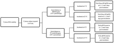 Time and temperature stability of Tritrichomonas foetus in phosphate-buffered saline as evaluated by a reverse transcription real-time PCR assay and field analysis